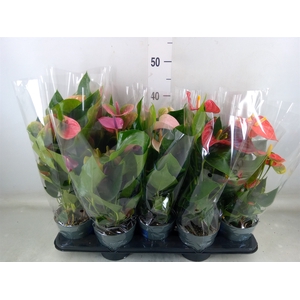 Anthurium   ...mix