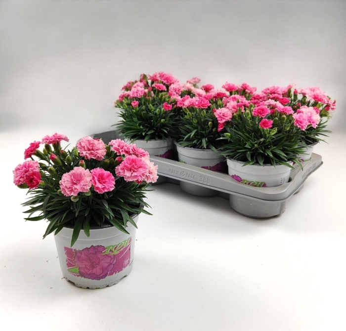 <h4>DIAN I LOVE U</h4>