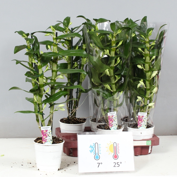 <h4>DENDR N SC APOLLON</h4>