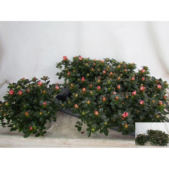 <h4>RHODO SI FLUOSTERN</h4>