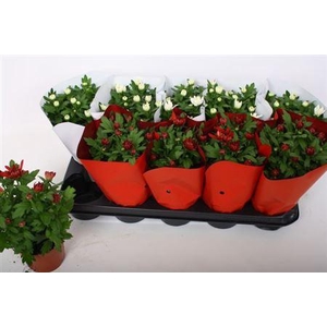 Chrys Gem 2 Kl Bloem Red-white