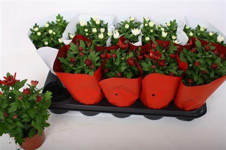 <h4>Chrys Gem 2 Kl Bloem Red-white</h4>