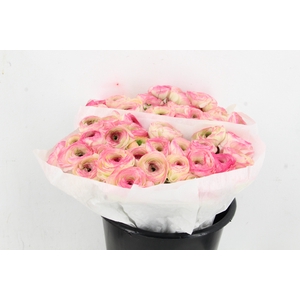 RAN SUCCES FELICIDADE