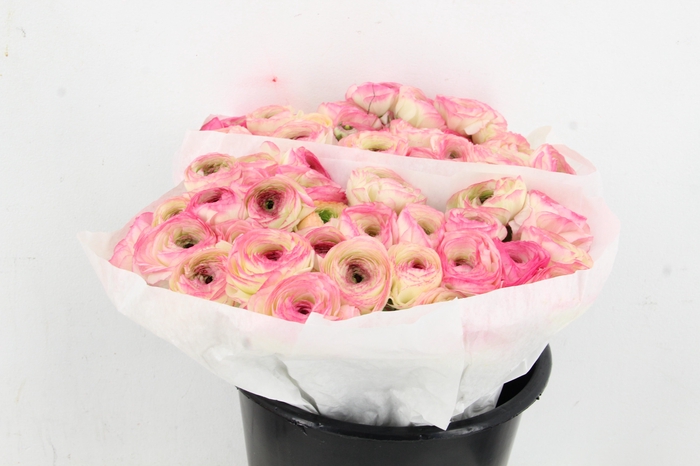 <h4>RAN SUCCES FELICIDADE</h4>