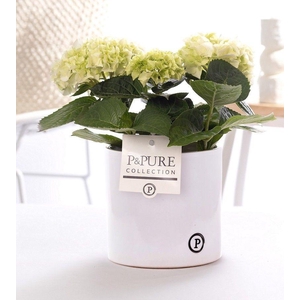 Hydrangea white in P&PURE Essential ceramics white