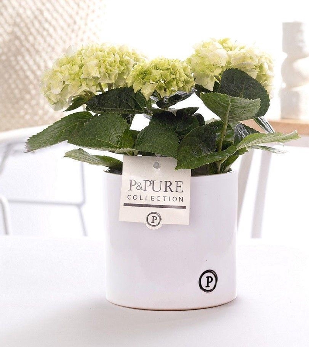 <h4>Hydrangea white in P&PURE Essential ceramics white</h4>