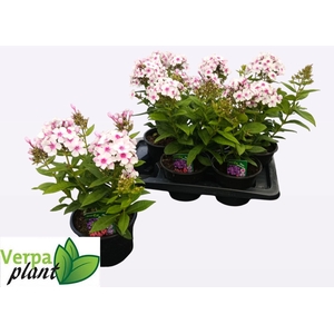 PHLOX P FAMOUS W EYE