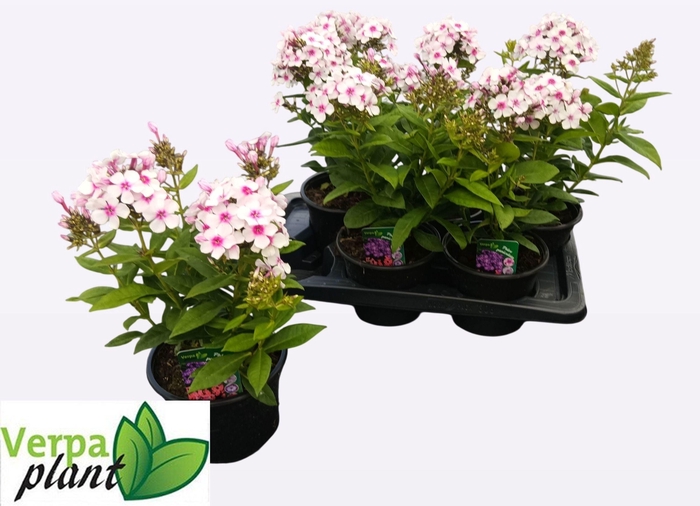 <h4>PHLOX P FAMOUS W EYE</h4>