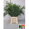 EUC PARVIFOLIA PB -ZA-SUPER