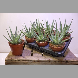 Aloe Arborescens