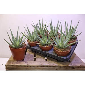 Aloe Arborescens