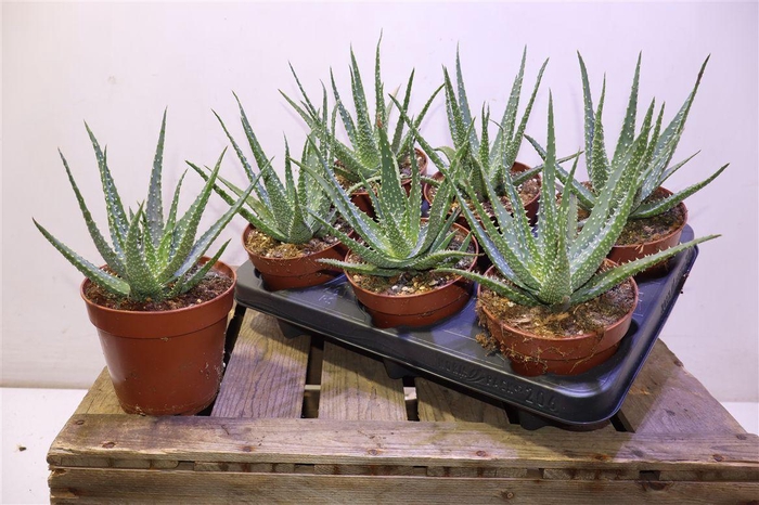 <h4>Aloe Arborescens</h4>