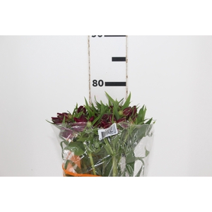 ALSTROEMERIA POMPEII 080 CM