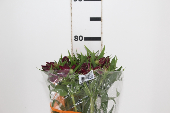 <h4>ALSTROEMERIA POMPEII 080 CM</h4>