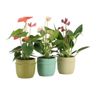 7501469: Solutionss Consideration Anthurium