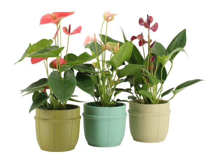 <h4>7501469: Solutionss Consideration Anthurium</h4>