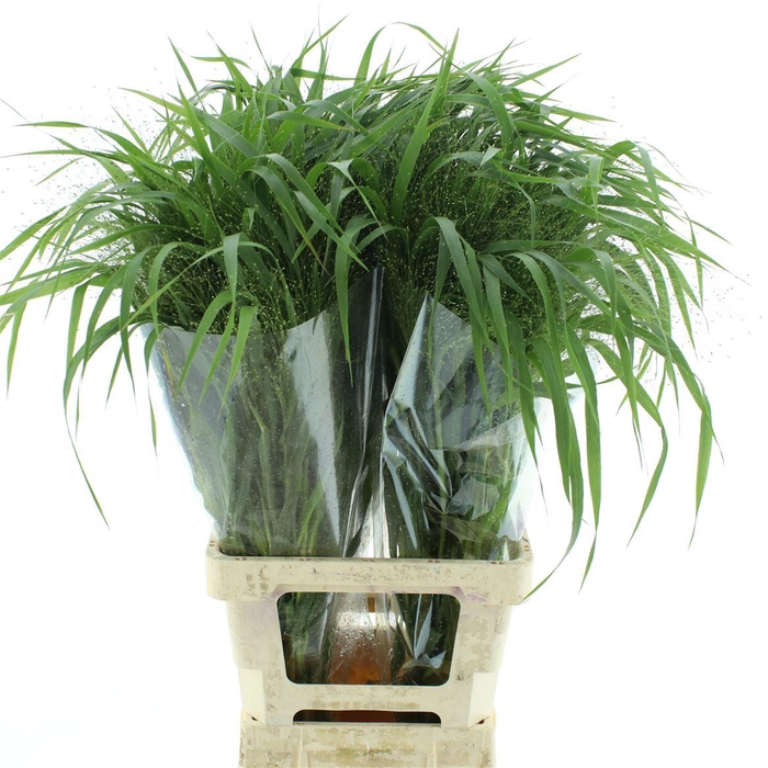 <h4>Panicum Fountain</h4>