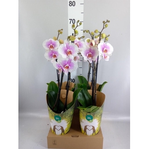 Phalaenopsis   ...