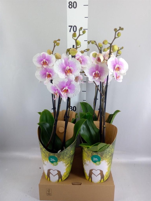 <h4>Phalaenopsis   ...</h4>