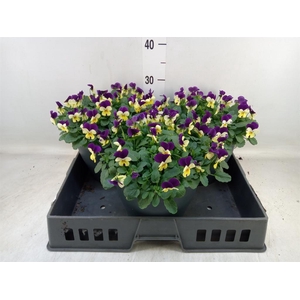 Viola corn. 'Sorbet Coconut Imp'