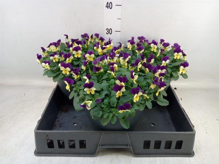 <h4>Viola corn. 'Sorbet Coconut Imp'</h4>