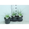 Miscanthus sinensis Gracillimus