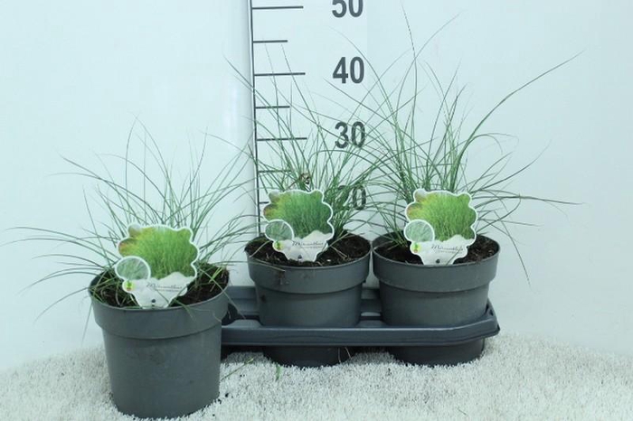 <h4>Miscanthus sinensis Gracillimus</h4>
