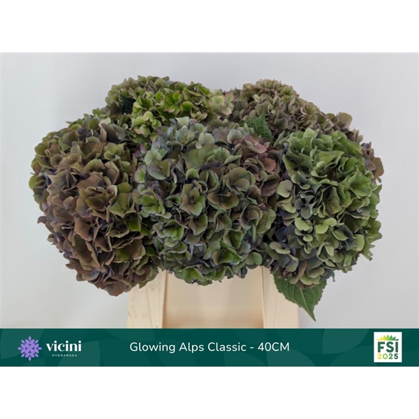 <h4>Hydr Glowing Alps Classic 40 cm Vicini</h4>