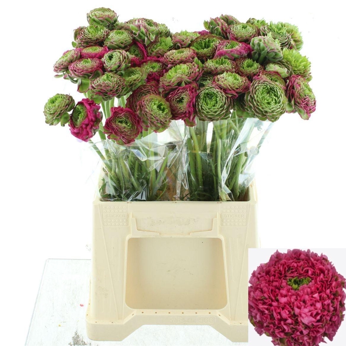 <h4>RAN PON PON ALADDIN</h4>