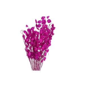 Dried Lunaria Cerise 90cm P Bunch