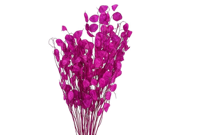 <h4>Dried Lunaria Cerise 90cm P Bunch</h4>