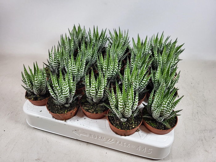 <h4>Hawo F Big Band</h4>