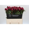 Paeonia Kansas