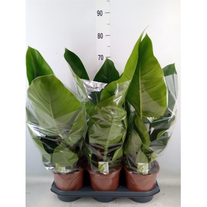 Philodendron  'Imperial Green'