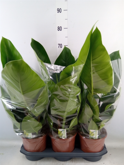 <h4>Philodendron  'Imperial Green'</h4>