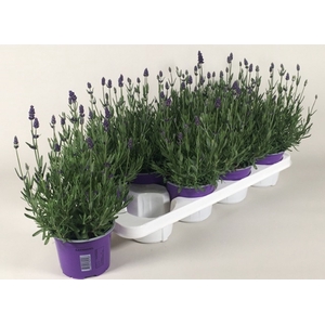 Lavandula ang. Valence Deep Violet 13Ø 35cm