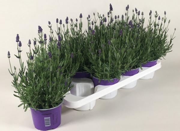 Lavandula ang. Valence Deep Violet 13Ø 35cm