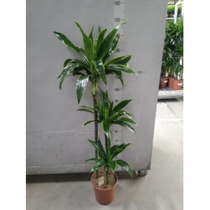 Dracaena fr de 'Art'