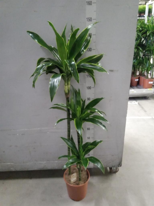 <h4>Dracaena fr de 'Art'</h4>