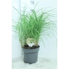Miscanthus Sinensis Adagio