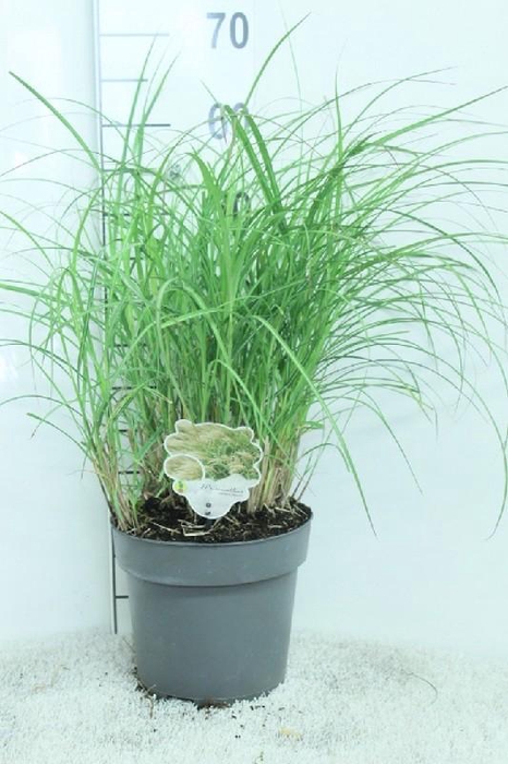 <h4>Miscanthus Sinensis Adagio</h4>