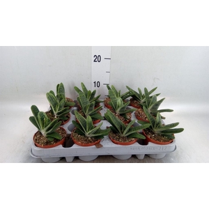 Gasteria 'Little Warty'