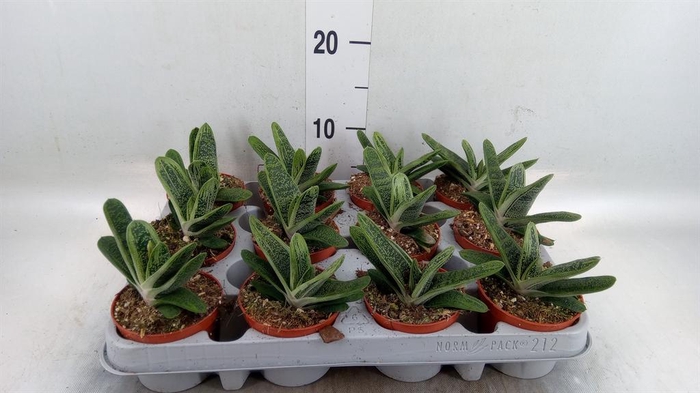 <h4>Gasteria  'Little Warty'</h4>
