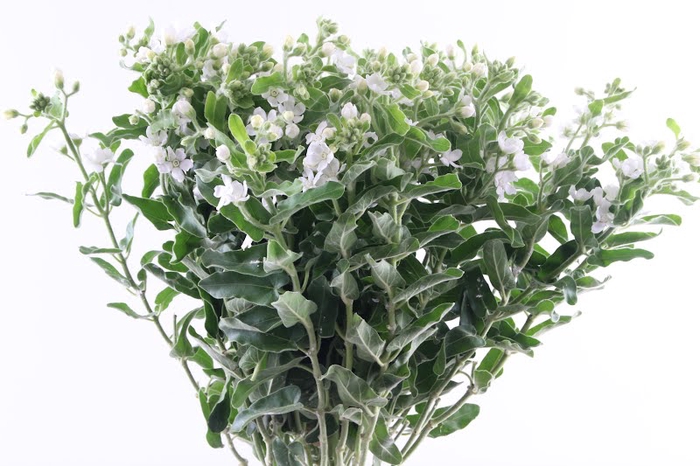 <h4>Oxypetalum Perfect White Charm</h4>