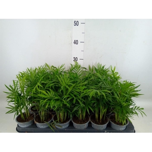 Chamaedorea elegans