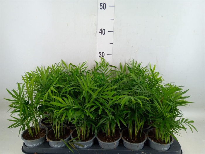 <h4>Chamaedorea elegans</h4>