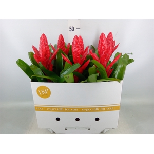 Vriesea poelmanii