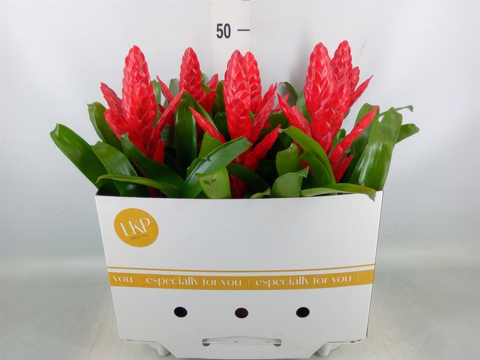 <h4>Vriesea poelmanii</h4>