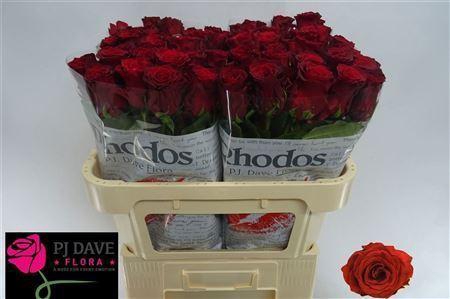 <h4>ROSA GR 'RHODOS'</h4>