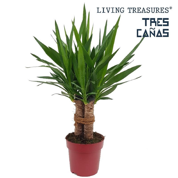<h4>Yucca Elephantipes stam Tres Cañas</h4>